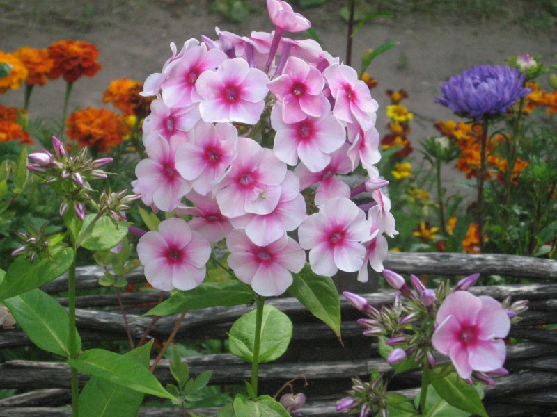 Night Phlox Pixabay