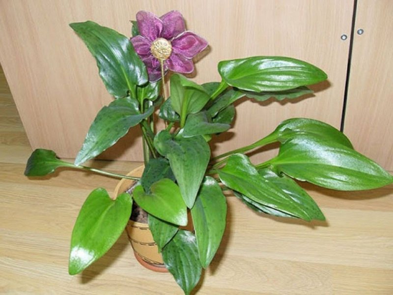 Луковичные дримиопсис