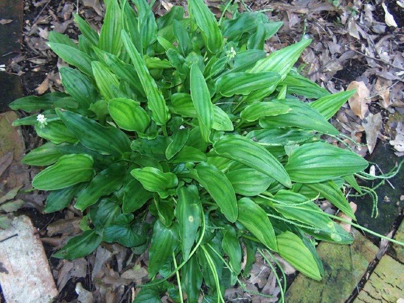 Drimiopsis lancifolia