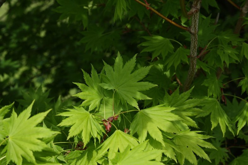 Клен японский Acer japonicum