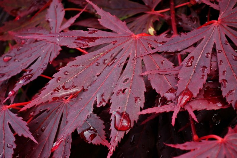 Клен японский Acer japonicum
