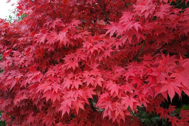 Клен японский Acer japonicum Thunb.