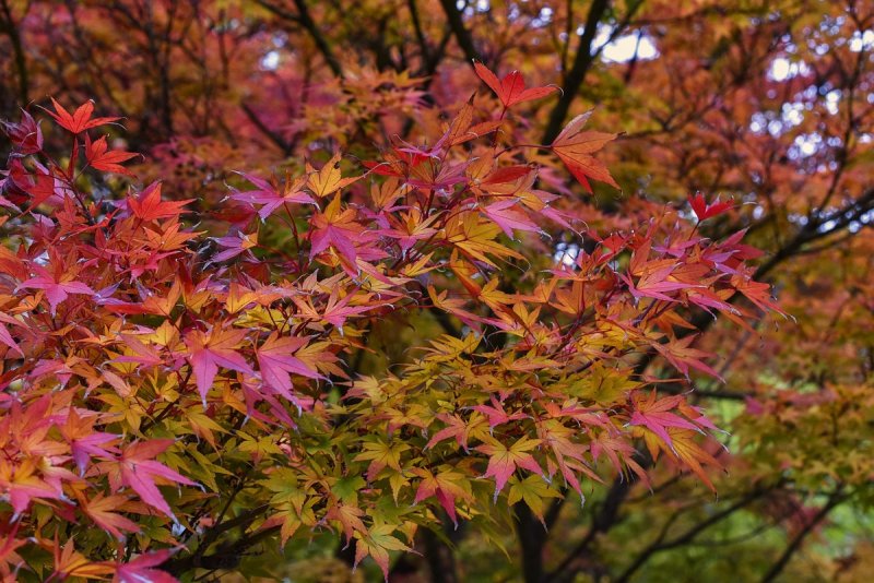 Клен palmatum