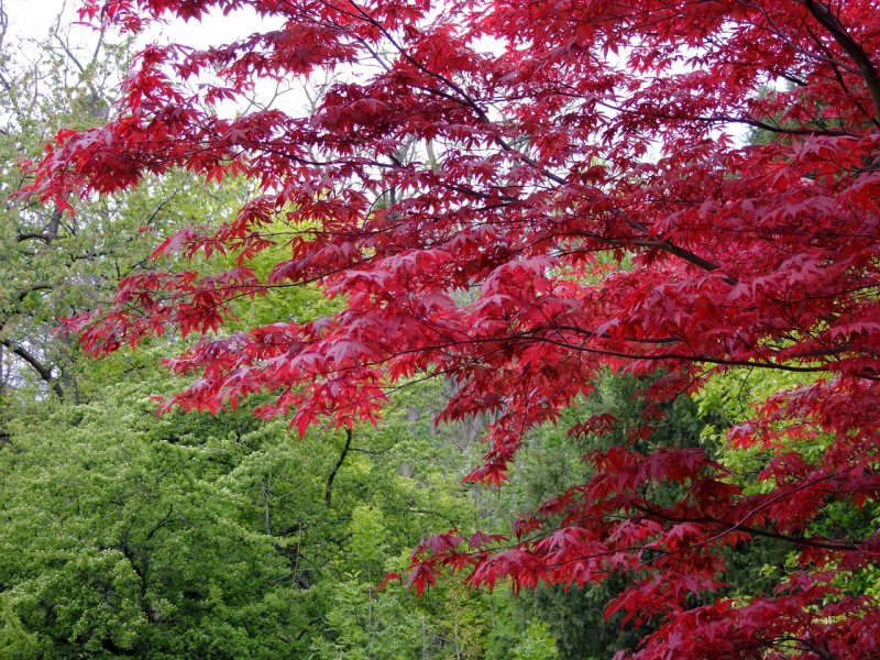Клен японский Acer japonicum