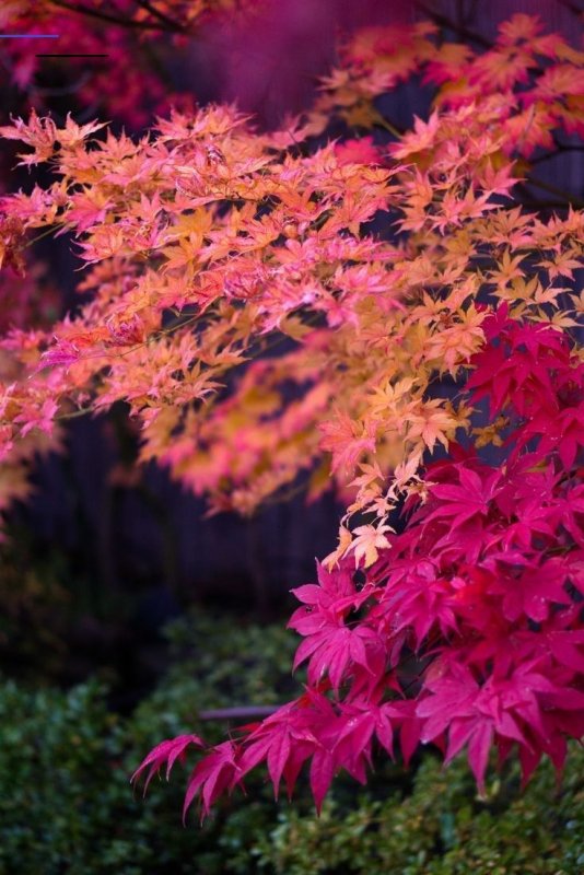 Клен palmatum Atropurpureum