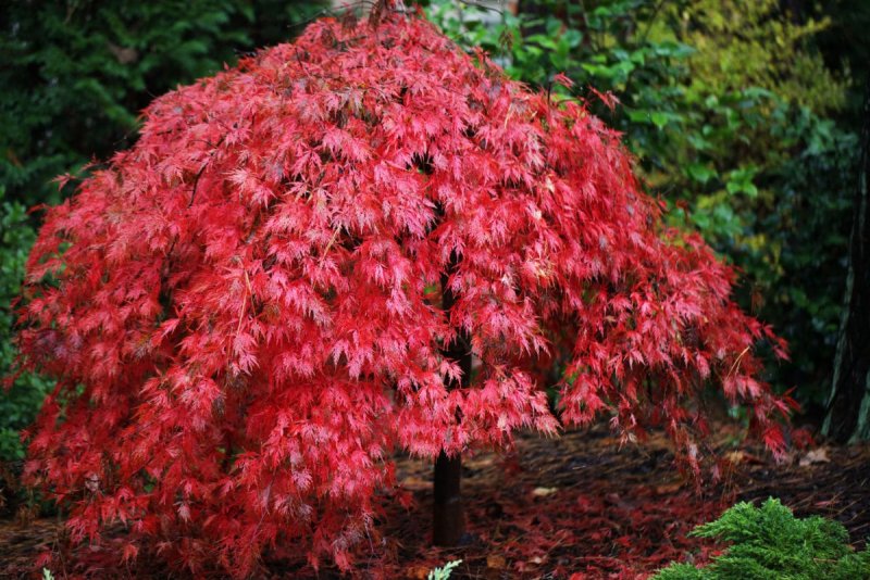 Acer palmatum Atropurpureum