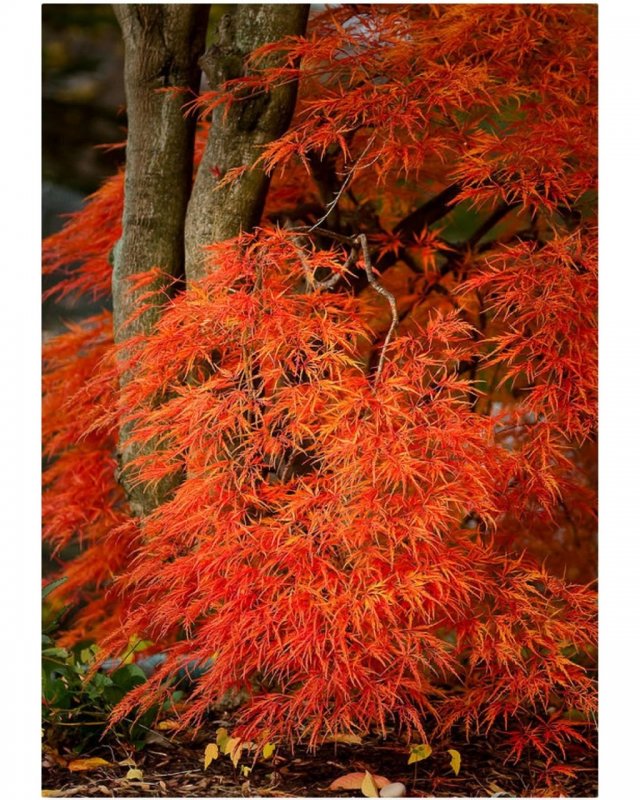 Клен японский Acer japonicum
