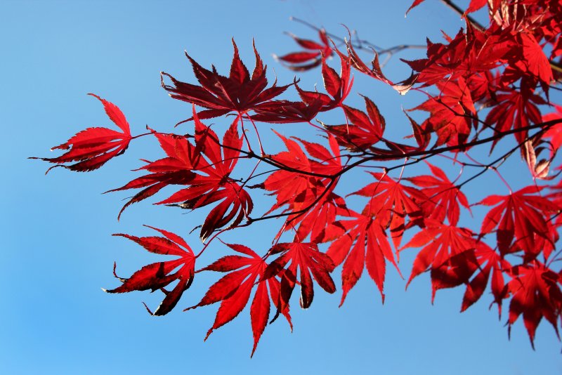 Клен японский Acer japonicum