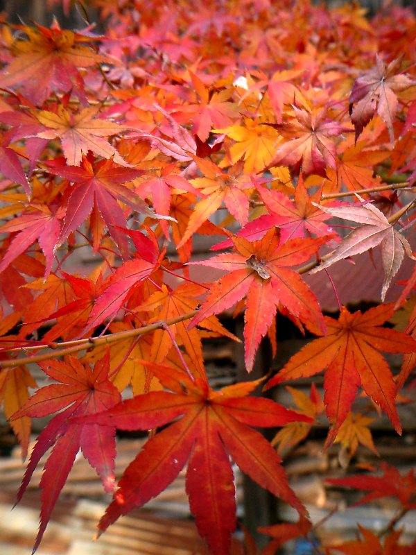 Клен японский Acer japonicum