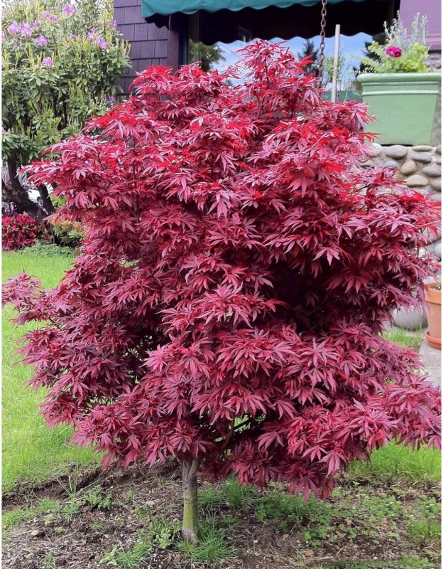 Японский клен Acer palmatum