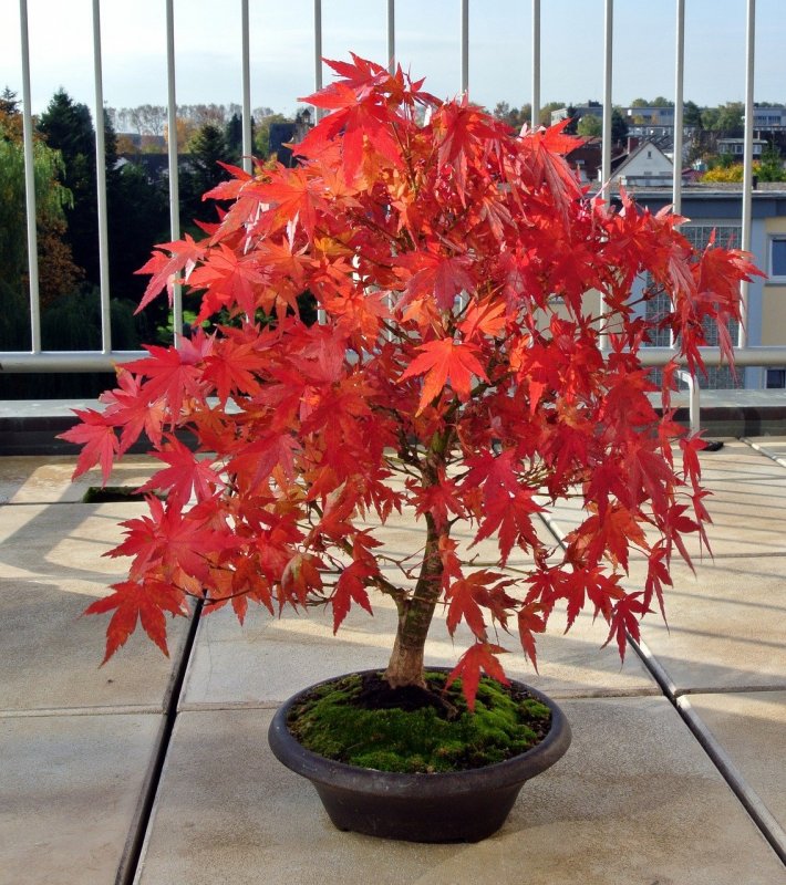 Японский клен Acer palmatum