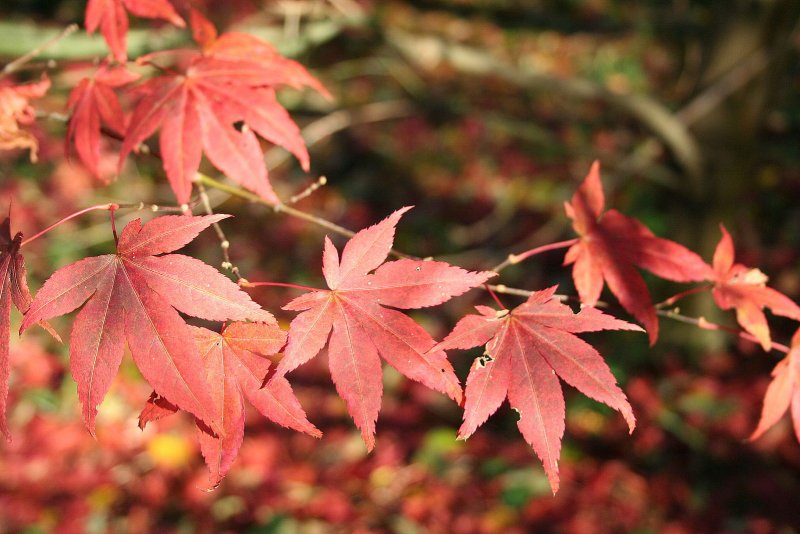 Клен Acer palmatum Atropurpureum