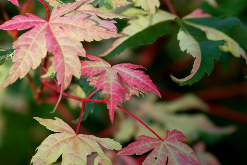 Клен японский Acer japonicum Thunb.