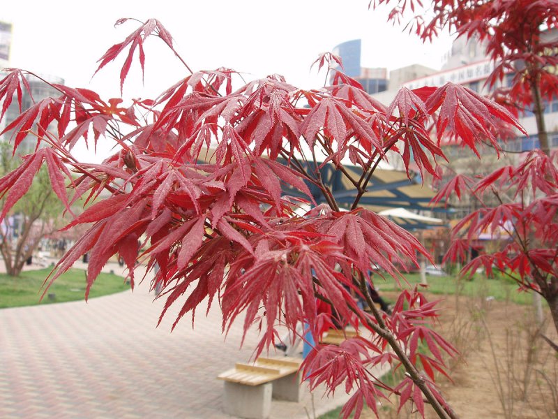 Acer palmatum