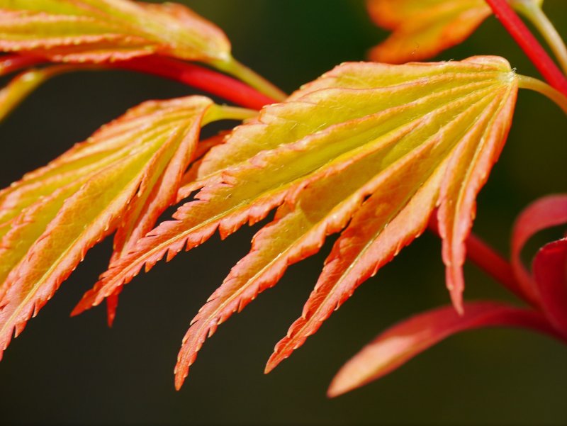 Клён веерный Атропурпуреум Acer palmatum Atropurpureum