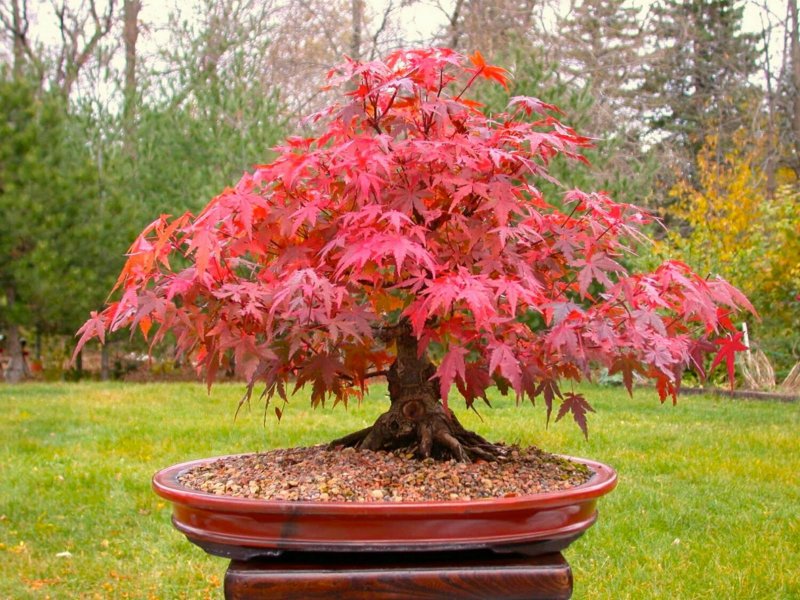 Acer palmatum Atropurpureum бонсай