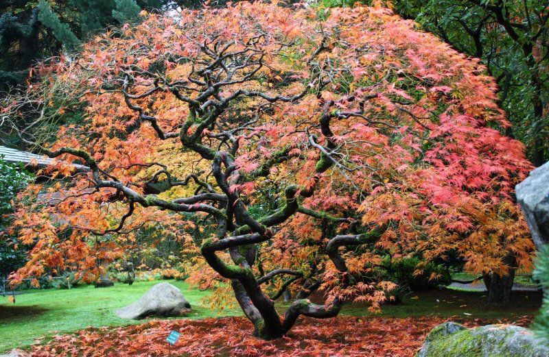 Клен Acer palmatum Atropurpureum