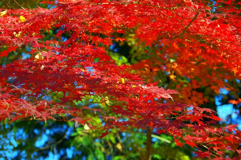 Клен Acer palmatum Atropurpureum