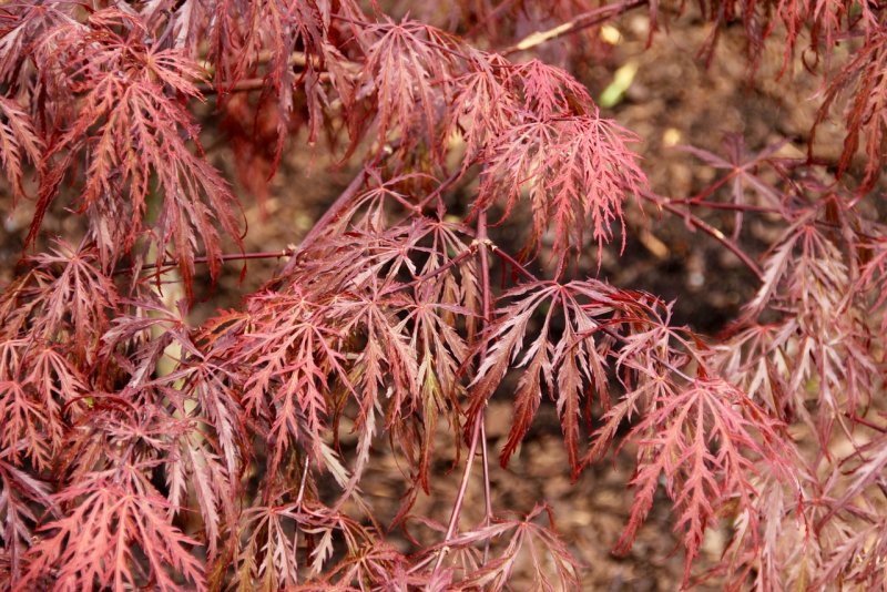 Клен японский Acer japonicum