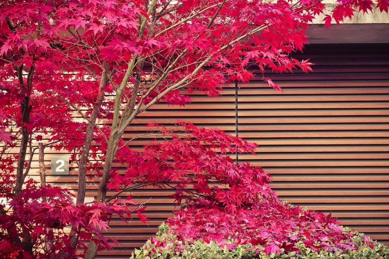 Клен японский Acer japonicum