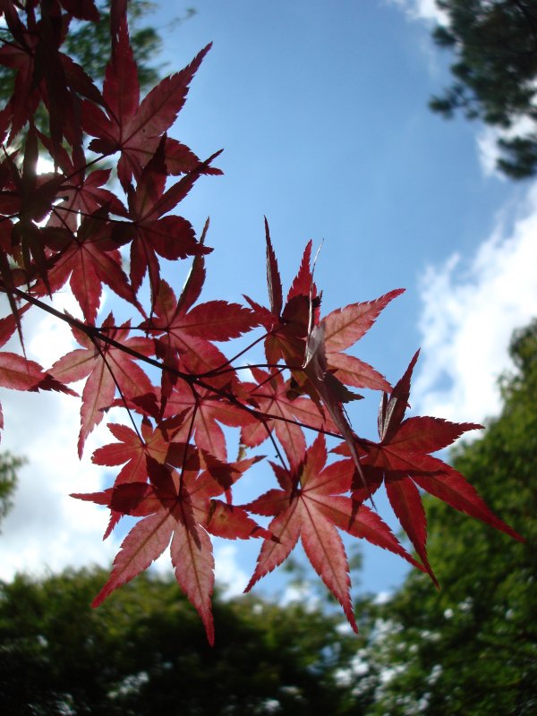 Клен японский Acer japonicum