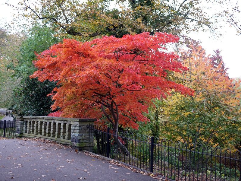 Клен дланевидный Acer palmatum