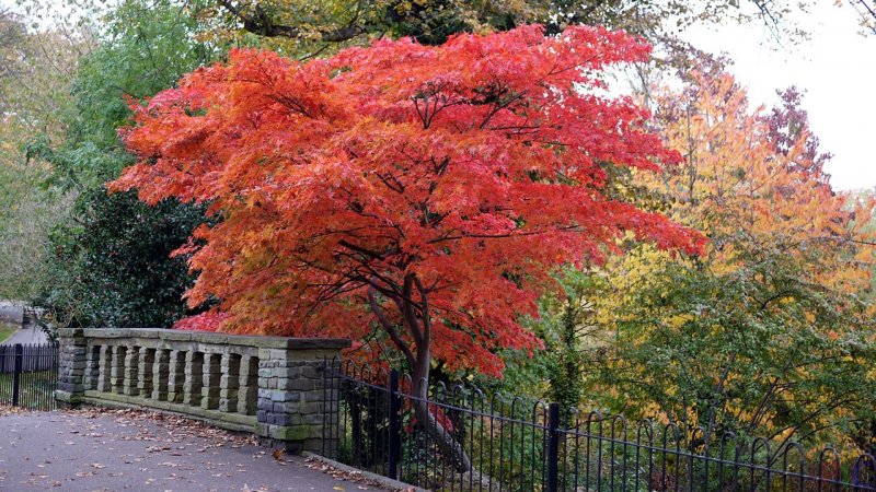 Acer palmatum