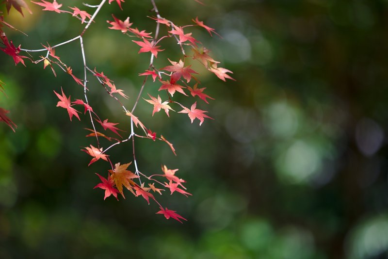 Клен дланевидный palmatum
