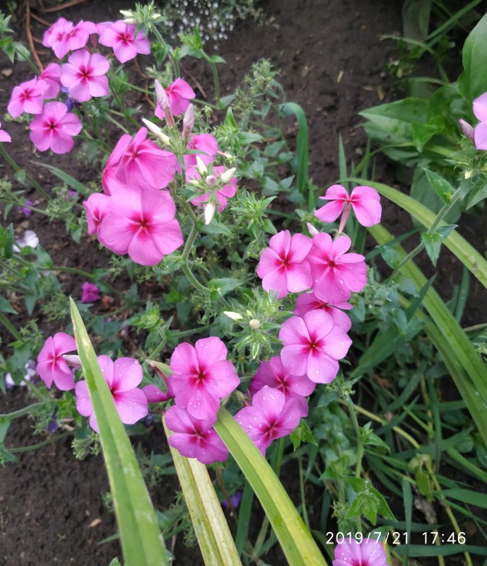 Флокс друммонда (Phlox drummondii Hook.)