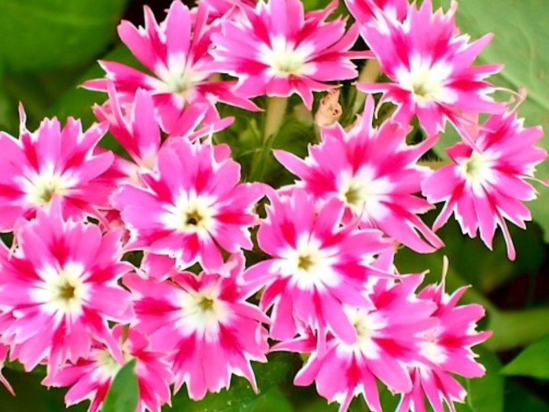 Флокс в горшке