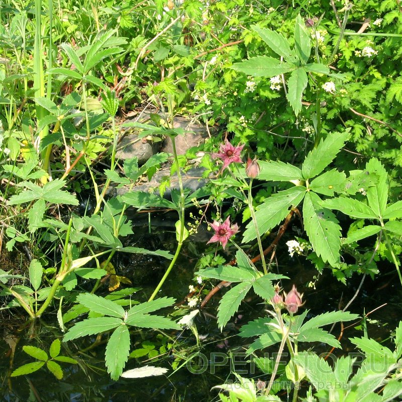 Potentilla Болотная