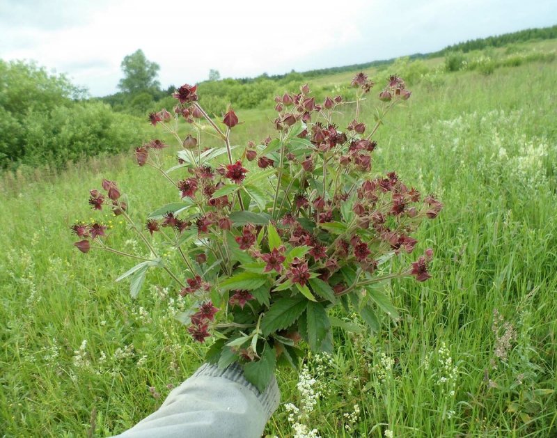 Сабельник болотный (Comarum palustre)