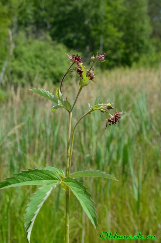 Сабельник болотный (Comarum palustre)