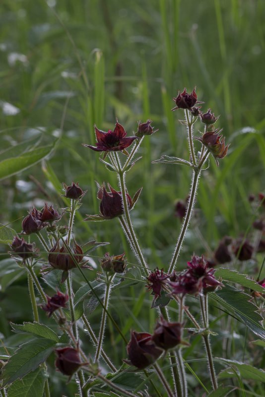Comarum palustre препараты