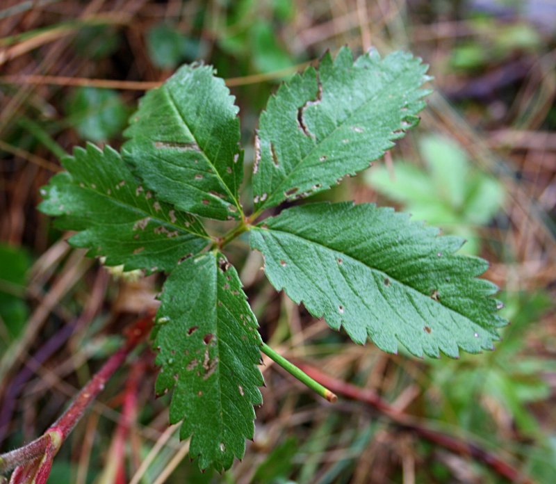 Сабельник болотный (Comarum palustre)