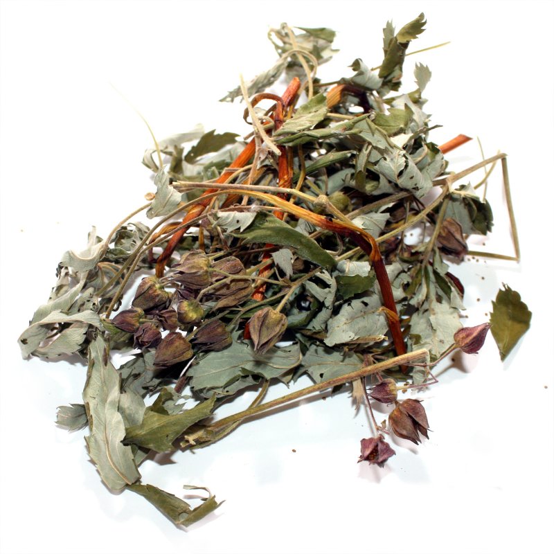 Comarum palustre l. 1753 – сабельник болотный