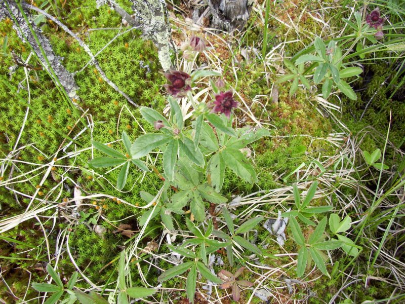 Comarum salesovianum