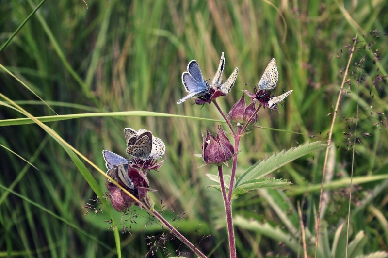 Comarum palustre листья