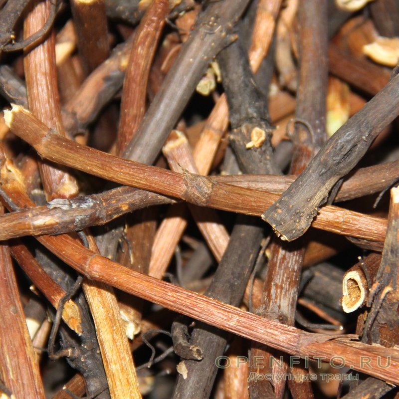 Comarum palustre PNG