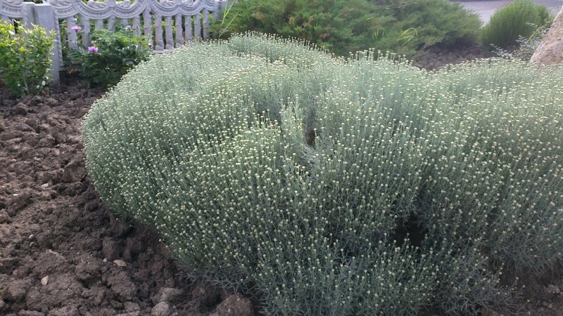 Сантолина кипарисовидная (chamaecyparissus)