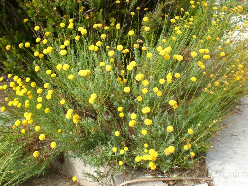 Сантолина rosmarinifolia