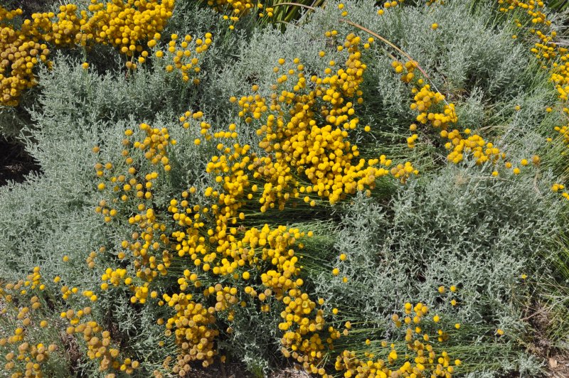Santolina chamaecyparissus