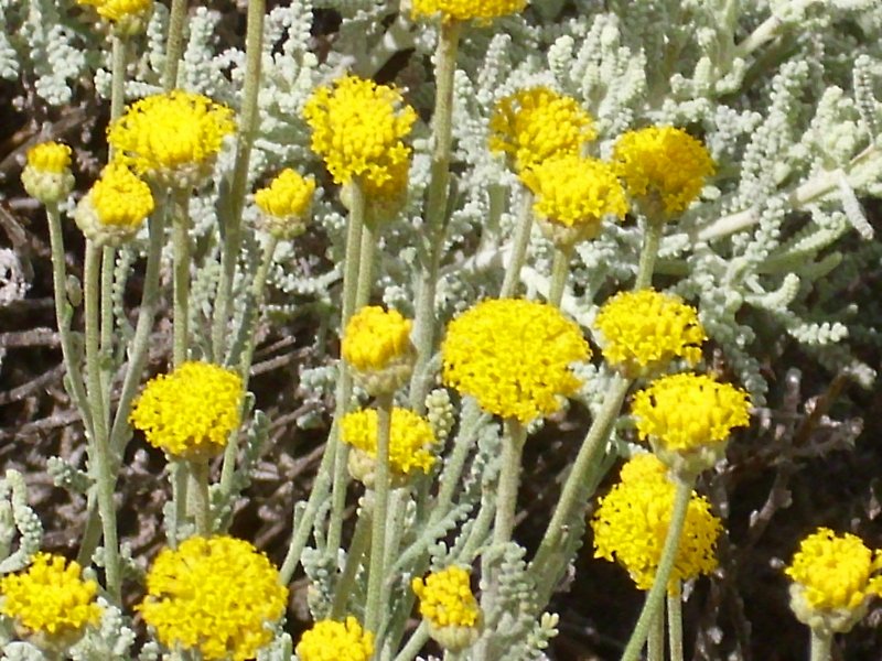 Сантолина chamaecyparissus