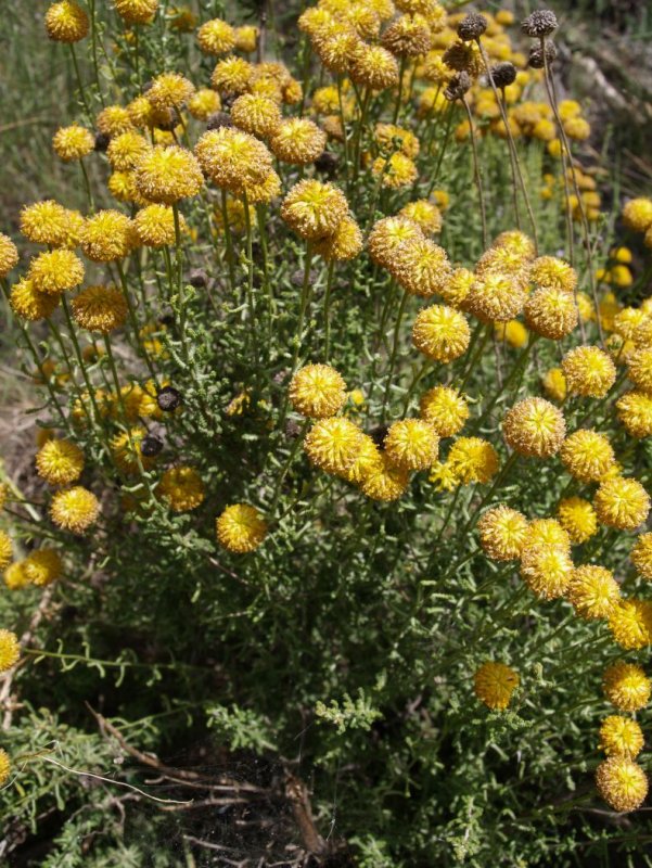 Santolina chamaecyparissus