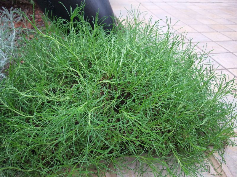 Сантолина rosmarinifolia