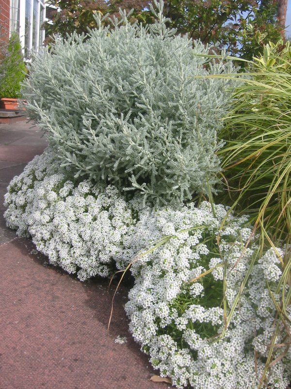 Asteraceae Santolina