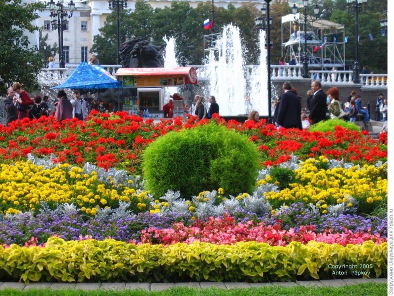 Клумба кохия и бархатцы