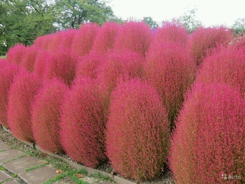 Кохия срезка фото