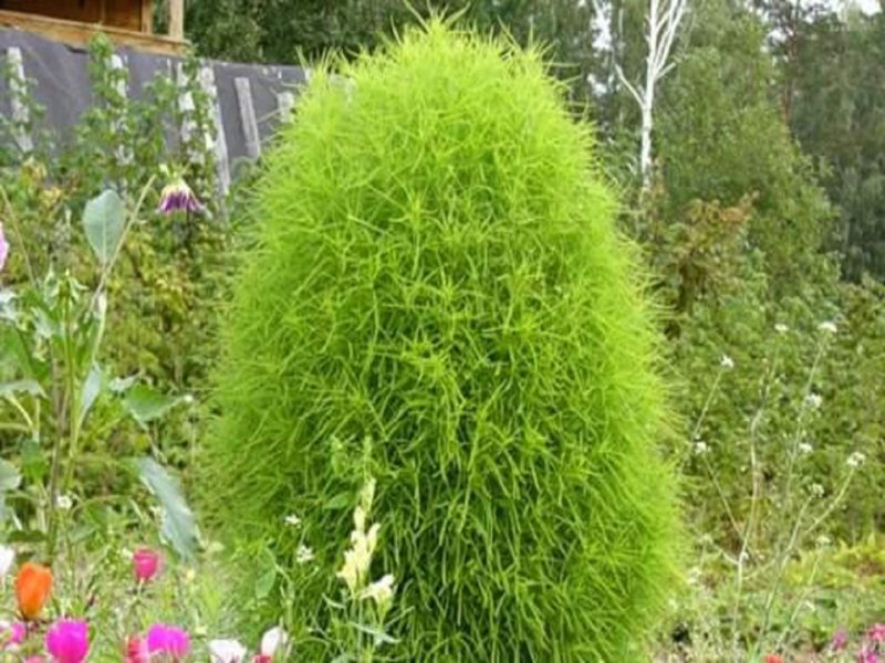 Неопалимая Купина Kochia Scoparia