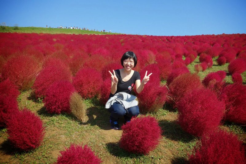 Кохия венечная Burning Bush